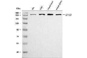 anti-Spectrin beta Chain, Erythrocyte (SPTB) (AA 703-2137) antibody