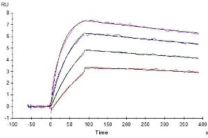 Surface Plasmon Resonance (SPR) image for Interleukin 31 (IL31) (AA 27-163) protein (His tag) (ABIN7274936)