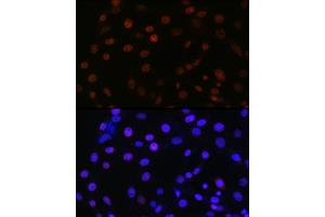 Immunofluorescence analysis of NIH/3T3 using SMC3 antibody (ABIN7270616) at dilution of 1:100. (SMC3 抗体)