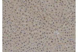 ABIN6278774 at 1/100 staining Rat liver tissue by IHC-P. (TPD52L3 抗体  (N-Term))