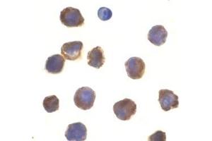 Immunocytochemistry of TLR3 in K562 cells with this product at 10 μg/ml. (TLR3 抗体  (N-Term))