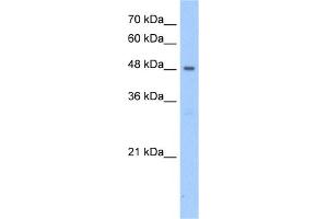 WB Suggested Anti-PNPLA5 Antibody Titration:  2. (PNPLA5 抗体  (N-Term))
