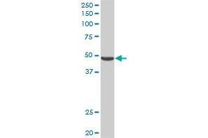 PNLIPRP2 MaxPab rabbit polyclonal antibody. (PNLIPRP2 抗体  (AA 1-469))