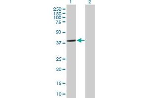 Western Blot analysis of BCL2L12 expression in transfected 293T cell line by BCL2L12 MaxPab polyclonal antibody. (BCL2L12 抗体  (AA 1-333))