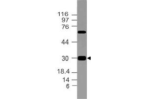 Image no. 1 for anti-Corticotropin-Like Intermediate Peptide (CLIP) (AA 156-176) antibody (ABIN5027659) (CLIP 抗体  (AA 156-176))