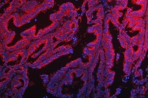 IF analysis of TTC7B using anti-TTC7B antibody (ABIN7601050). (TTC7B 抗体  (AA 275-730))
