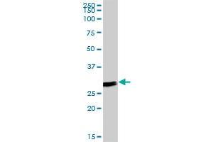 ANP32B MaxPab polyclonal antibody. (ANP32B 抗体  (AA 1-251))