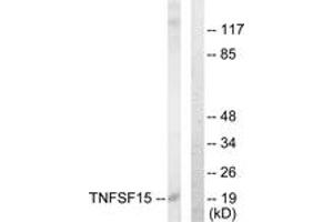 Western blot analysis of extracts from COLO205 cells, using TNFSF15 Antibody. (TNFSF15 抗体  (AA 181-230))