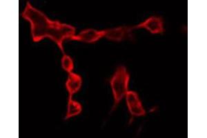 ABIN6266779 staining RAW264. (DUSL2 抗体  (C-Term))