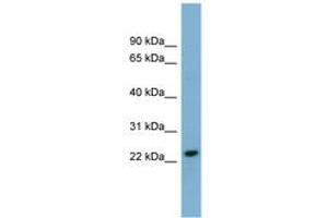 Image no. 1 for anti-Killer Cell Lectin-Like Receptor Subfamily C, Member 3 (KLRC3) (N-Term) antibody (ABIN6743355) (KLRC3 抗体  (N-Term))