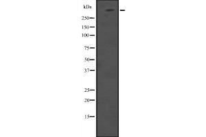 Western blot analysis of HUWE1 expression in 293T whole cell lysate ,The lane on the left is treated with the antigen-specific peptide. (HUWE1 抗体  (Internal Region))