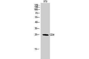 Western Blotting (WB) image for anti-CD9 (CD9) (Internal Region) antibody (ABIN3179933) (CD9 抗体  (Internal Region))