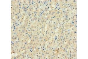 Immunohistochemistry of paraffin-embedded human adrenal gland tissue using ABIN7175017 at dilution of 1:100 (C12orf49 抗体  (AA 34-205))