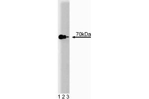 Western blot analysis of Hsp70 on a HeLa cell lysate (Human cervical epitheloid carcinoma, ATCC CCL-2. (HSP70 抗体  (AA 429-640))