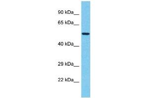 Western Blotting (WB) image for anti-T-Box 20 (TBX20) (C-Term) antibody (ABIN2506418) (TBX20 抗体  (C-Term))