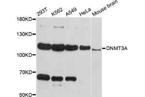 Western blot analysis of extracts of various cell lines, using DNMT3A antibody (ABIN5997606) at 1:3000 dilution. (DNMT3A 抗体)