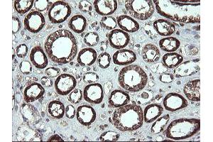 Image no. 9 for anti-Family with Sequence Similarity 164, Member A (FAM164A) antibody (ABIN1498198) (FAM164A 抗体)