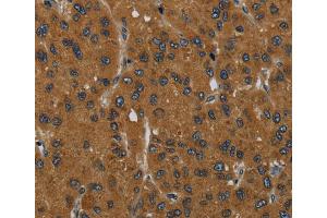 Immunohistochemistry (IHC) image for anti-Mesoderm Induction Early Response 1, Family Member 2 (MIER2) antibody (ABIN2430457) (MIER2 抗体)