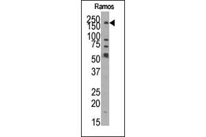 Image no. 1 for anti-Lysine (K)-Specific Demethylase 3B (KDM3B) (N-Term) antibody (ABIN356557) (KDM3B 抗体  (N-Term))