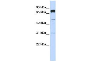 Western Blotting (WB) image for anti-Pleckstrin Homology Domain Containing, Family A (phosphoinositide Binding Specific) Member 4 (PLEKHA4) (Middle Region) antibody (ABIN2775483)