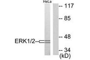 Western blot analysis of extracts from HeLa cells, using p44/42 MAPK Antibody. (ERK1/2 抗体  (AA 330-379))