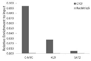Chromatin immunoprecipitation analysis of extracts of HeLa cells, using CTCF antibody (ABIN3021506, ABIN3021507, ABIN3021508 and ABIN6215164) and rabbit IgG. (CTCF 抗体  (AA 1-260))