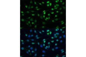 Immunofluorescence analysis of L929 cells using K/K/TRIM28 Polyclonal Antibody  at dilution of 1:100 (40x lens).