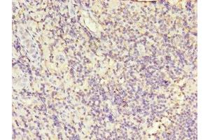 Immunohistochemistry of paraffin-embedded human tonsil tissue using ABIN7163557 at dilution of 1:100 (LCP1 抗体  (AA 2-627))