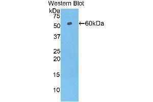 Western Blotting (WB) image for anti-Telomeric Repeat Binding Factor (NIMA-Interacting) 1 (TERF1) (AA 148-428) antibody (ABIN1860695) (TRF1 抗体  (AA 148-428))