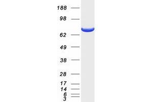 Validation with Western Blot (ACSL4 Protein (Transcript Variant 1) (Myc-DYKDDDDK Tag))