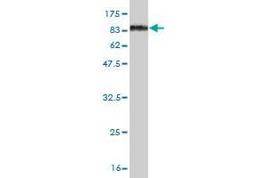 Western Blot detection against Immunogen (83. (OXSR1 抗体  (AA 1-527))