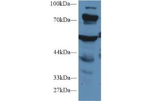 Western blot analysis of Mouse Liver lysate, using Human PCCa Antibody (1 µg/ml) and HRP-conjugated Goat Anti-Rabbit antibody ( (PCCA 抗体  (AA 580-728))