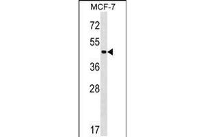 Western blot analysis in MCF-7 cell line lysates (35ug/lane). (ZBTB12 抗体  (C-Term))