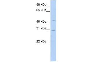 SLC10A4 antibody used at 1 ug/ml to detect target protein. (SLC10A4 抗体)