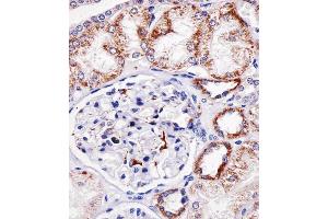 Immunohistochemical analysis of paraffin-embedded H. (Granulin 抗体  (C-Term))