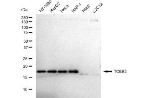 Western blotting analysis using TCEB2 antibody (ABIN7800584).