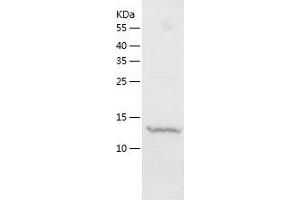 Western Blotting (WB) image for Methionine Sulfoxide Reductase B2 (MSRB2) (AA 1-116) protein (His tag) (ABIN7123933) (MSRB2 Protein (AA 1-116) (His tag))