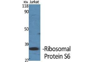 Western Blot (WB) analysis of specific cells using Ribosomal Protein S6 Polyclonal Antibody. (RPS6 抗体  (Thr826))