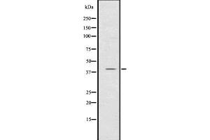 Western blot analysis of CXCR1 using K562 whole  lysates. (CXCR1 抗体  (N-Term))