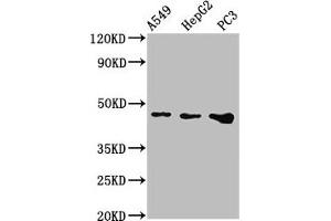 Western Blot Positive WB detected in: A549 whole cell lysate, HepG2 whole cell lysate, PC-3 whole cell lysate All lanes: WNT7B antibody at 2. (WNT7B 抗体  (AA 120-349))