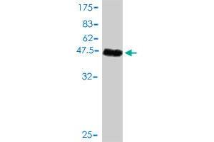 Western Blotting (WB) image for anti-Ras Homolog Gene Family, Member J (RHOJ) (AA 1-214) antibody (ABIN566105)