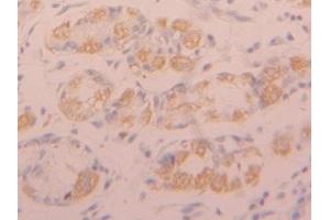 Detection of FGFR1 in Human Stomach Tissue using Polyclonal Antibody to Fibroblast Growth Factor Receptor 1 (FGFR1) (FGFR1 抗体  (AA 236-362))