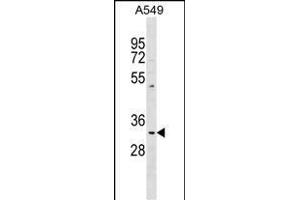 T1 Antibody (Center) (ABIN1538005 and ABIN2848794) western blot analysis in A549 cell line lysates (35 μg/lane). (PPT1 抗体  (AA 189-217))