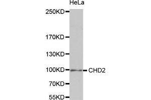 Western Blotting (WB) image for anti-Chromodomain Helicase DNA Binding Protein 2 (CHD2) antibody (ABIN1980262) (CHD2 抗体)