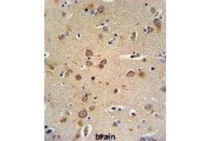 Immunohistochemistry (IHC) image for anti-gamma-aminobutyric Acid (GABA) A Receptor, gamma 3 (GABRG3) antibody (ABIN3002136) (GABRG3 抗体)