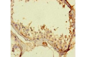 Immunohistochemistry of paraffin-embedded human testis tissue using ABIN7163928 at dilution of 1:100 (KCNK16 抗体  (AA 259-309))