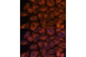 Immunofluorescence analysis of HeLa cells using SEC23IP antibody (ABIN7270170) at dilution of 1:100. (SEC23IP 抗体  (AA 600-940))