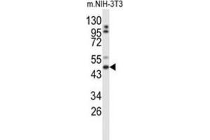 Western Blotting (WB) image for anti-Golgin, RAB6-Interacting (GORAB) antibody (ABIN3004090) (GORAB 抗体)