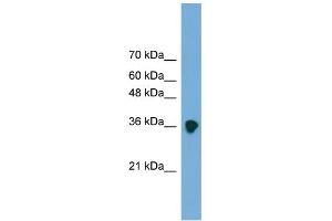 WB Suggested Anti-FRZB Antibody Titration: 0. (FRZB 抗体  (Middle Region))