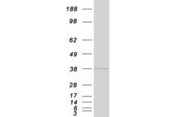 HIST1H1C Protein (Myc-DYKDDDDK Tag)